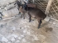 公羊, Rhon sheep — 照片 2