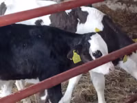 أبقار (دفعة، الجنس غير محدد), Russian Black pied cattle — الصورة 7