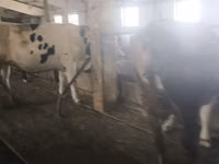 गाय, गोलस्टीन नस्ल — फ़ोटो 4