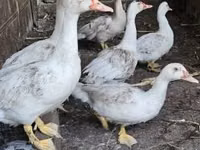 Ducks — الصورة 1