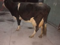 Kuh, Holstein-Rasse — Foto 4