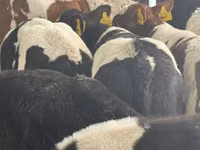 Bovinos (lote, sexo no especificado), Simmental cattle — foto 3