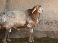 Widder, Arashan sheep — Foto 3