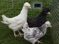 Chickens — photo 8