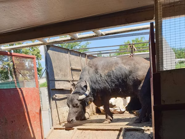 Kuh, Afrikanischer Büffel