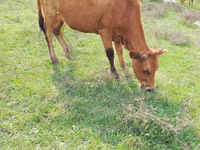 Cow, Cattle — photo 2
