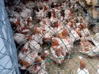 Chickens — 照片 1