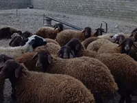 Ram, Karakul sheep — photo 2