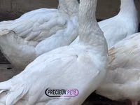 Geese — 照片 1