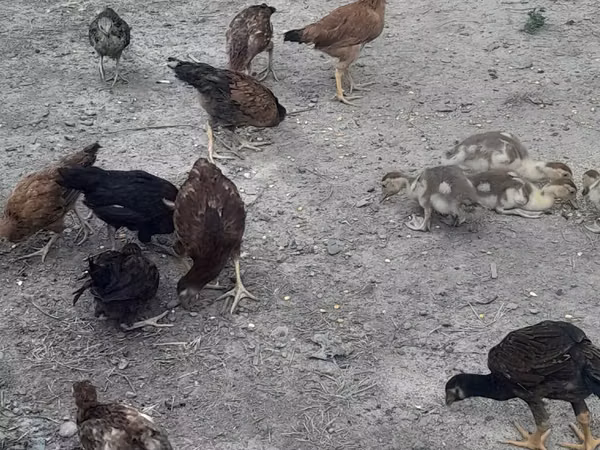 Chickens