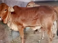Cow, Brahman — photo 4