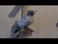 Ducks — الصورة 4
