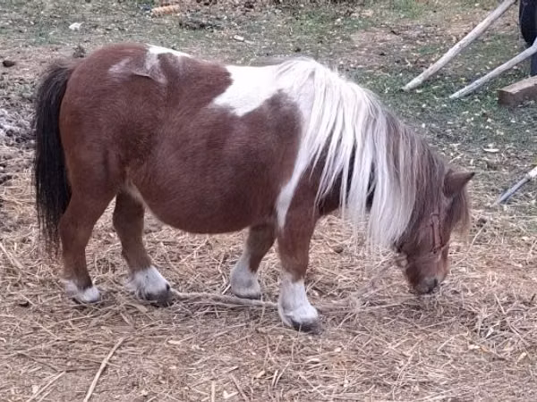घोड़ी, Miniature horse