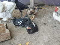 Brahma — Foto 4