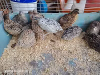 Quails — Foto 5