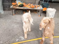 Goats (batch, sex not specified), Beetal goats — photo 8