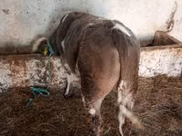 Bulle, Simmental cattle — Foto 2