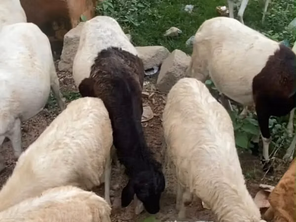 Sheep (batch, sex not specified), Sheep