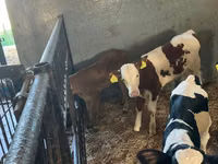 Rinder (Partie, Geschlecht nicht angegeben), Russian Black pied cattle — Foto 5