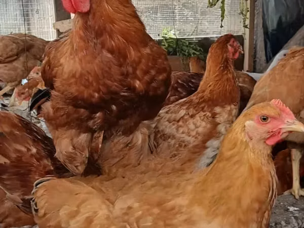 Shamo chickens