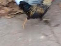 Shamo chickens — photo 3