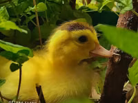 pato criollo doméstico — foto 1