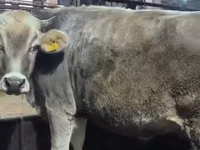 Cow, Holstein breed — photo 2