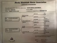 Stute, Rocky Mountain Horse — Foto 8