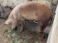 Pigs (batch, sex not specified) — photo 1