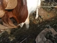 Cabras (lote, sexo no especificado), Boer goat — foto 2