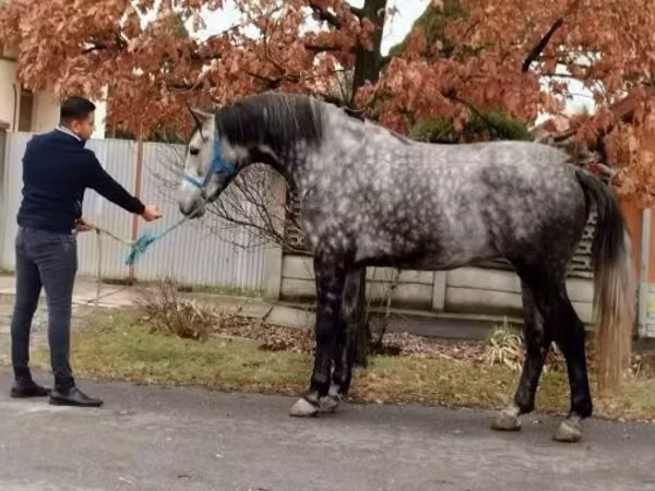 Horses (batch, sex not specified), Horses