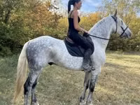 घोड़ा, Andalusian horse — फ़ोटो 3