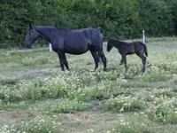 Mare, Horses — photo 4