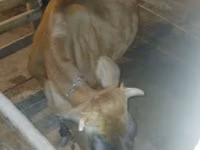 गाय, जंगली याक — फ़ोटो 2