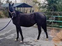 Yegua, Akhal-Teke — foto 2