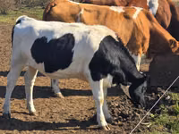 Cow, Russian Black pied cattle — photo 1