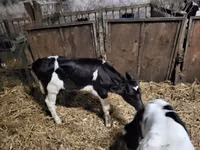 公牛, Russian Black pied cattle — 照片 2