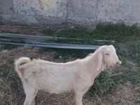 Goat, Nubian Goat — photo 1