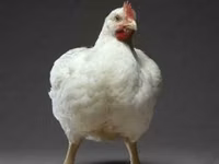 Ross 308 — Foto 1