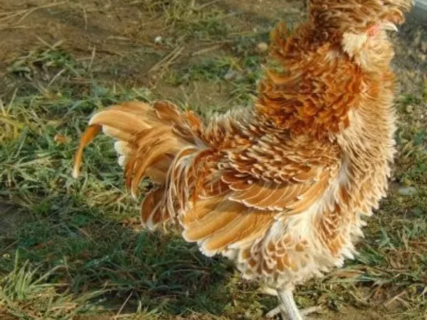 Padovana