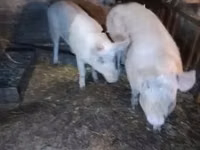 Schweine (Partie, Geschlecht nicht angegeben), Schweine — Foto 3