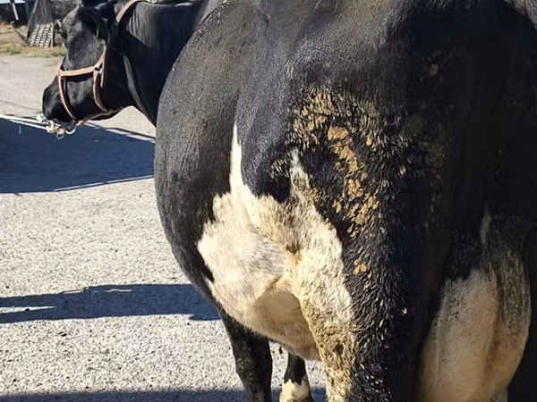 गाय, गोलस्टीन नस्ल