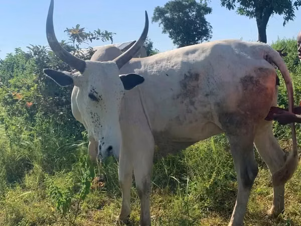 Cow, Cattle
