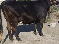 गाय, गोलस्टीन नस्ल — फ़ोटो 4