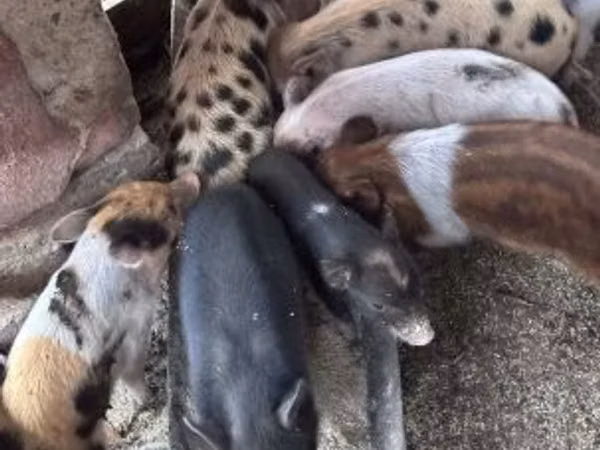 Säue, Schweine