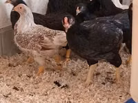 Chickens — Foto 5