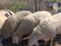 Ram, Assaf sheep — photo 5