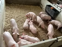 猪（批次，未指定性别）, Pigs — 照片 6