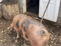 Verro, Cerdos — foto 4