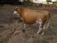 بقرة, Simmental cattle — الصورة 2